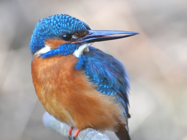 Eisvogel - das LBV-Maskottchen 