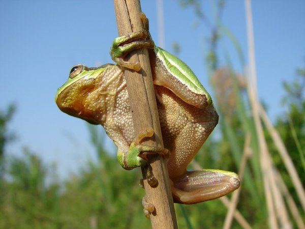 Laubfrosch
