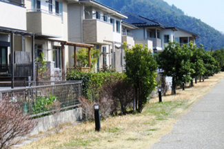 成長続くヤマモモの木々