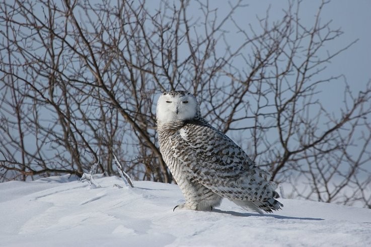 Photo de Léo et Célina (Canada )