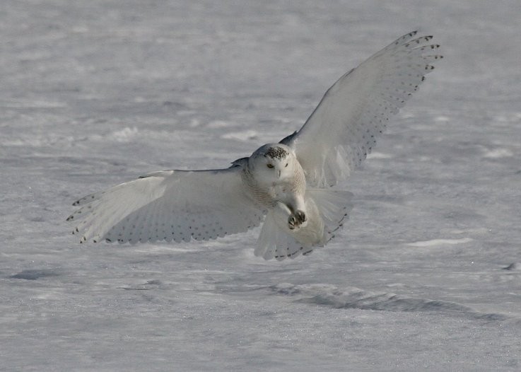 Photo de Léo et Célina (Canada )