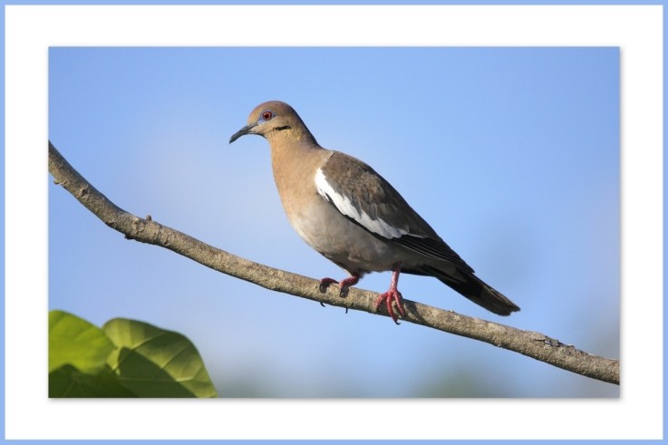 Photo de Léo et Célina (Canada )
