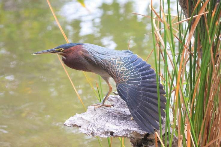 Photo de Léo et Célina (Canada )