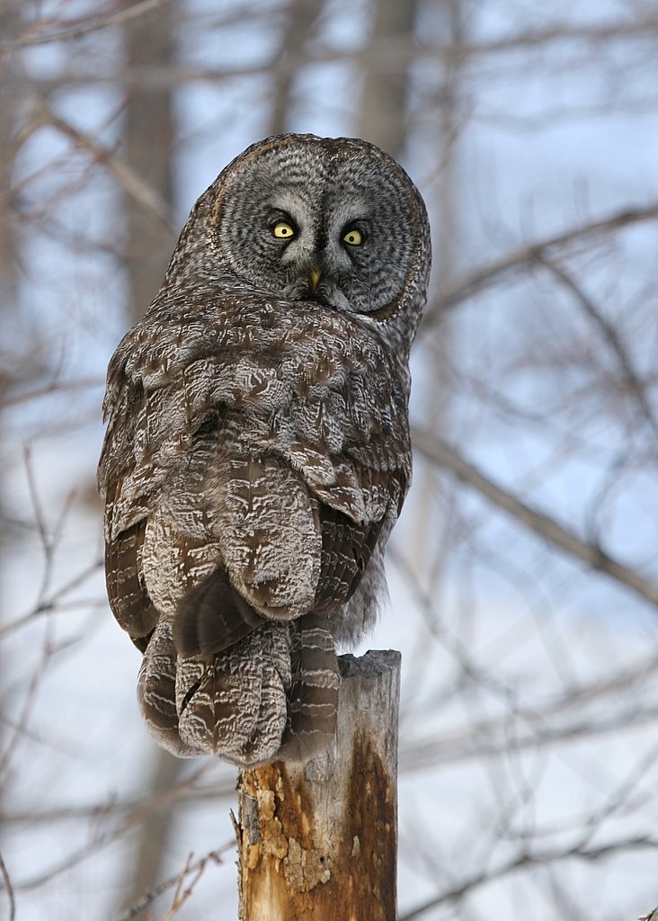 Photo de Léo et Célina (Canada )