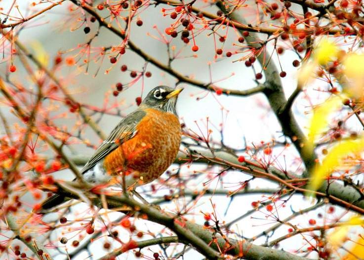 Photo de Léo et Célina (Canada )