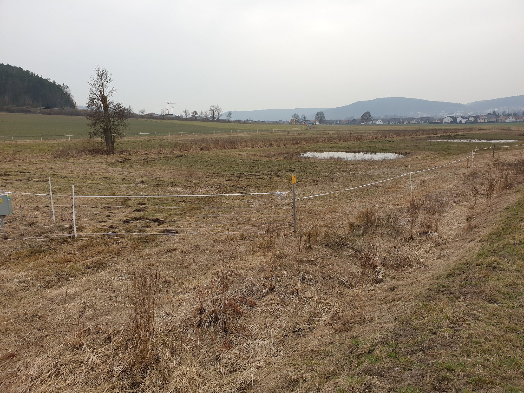 Wiesen im zeitigen Frühjahr (Foto: Götte)