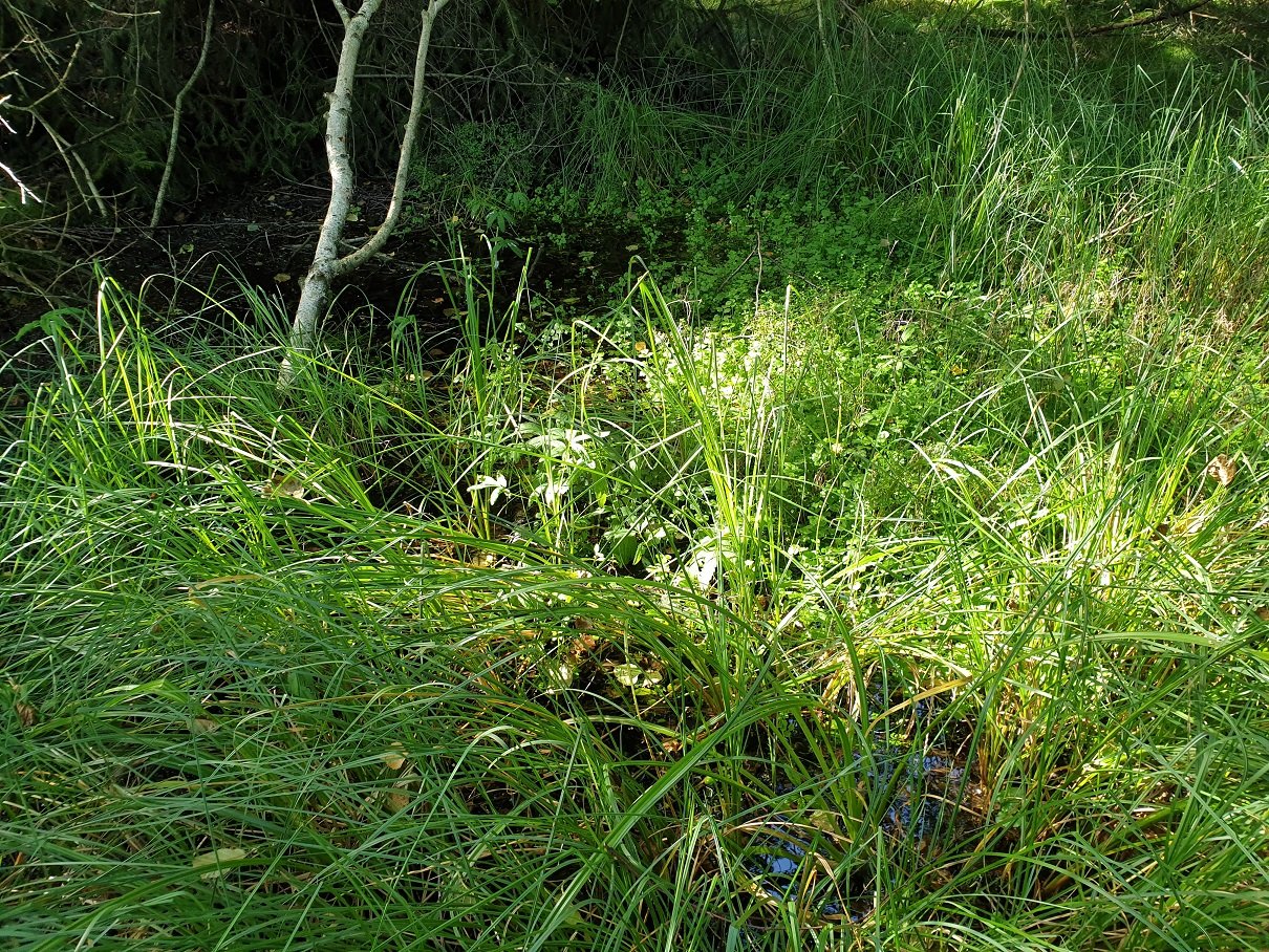 Tümpel am Lindauer Quellmoor (Foto: Götte)