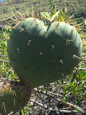 CACTUS-CORAZÓN