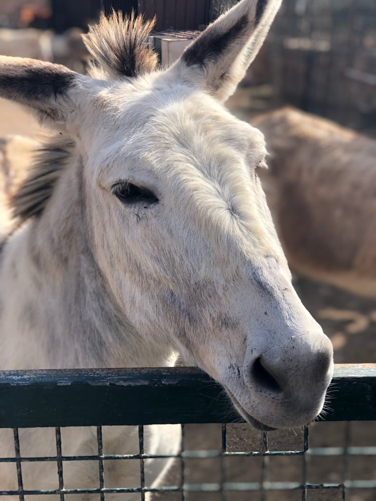 TISCAMANITA BIO FINCA GAYRIA