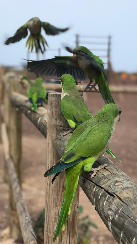 MÖNCHSSITTICHE IN JANDIA