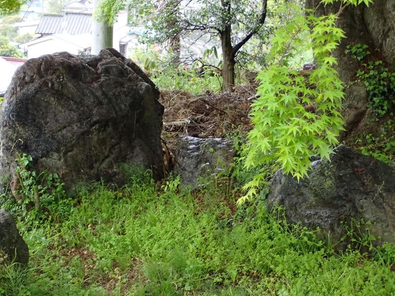 鮮やかな緑の葉が生えそろい、緑と青空が眩しい