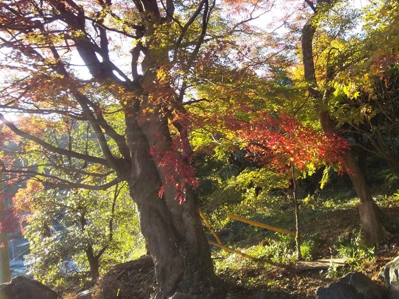 秋の紅葉はそれはそれは見事でした！