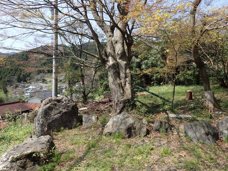 早春の季節、そろそろ新芽が吹き出しました