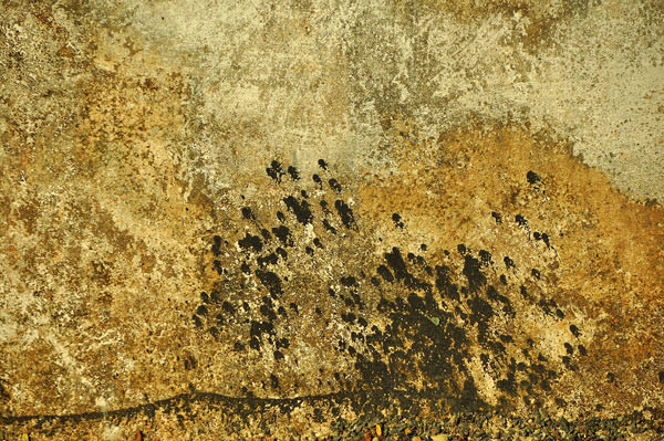 indian walls 2010_nr.3