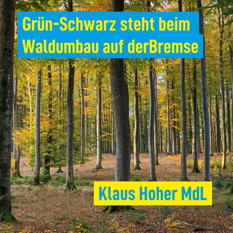 Wald und Holz sind die besten Klimaschützer