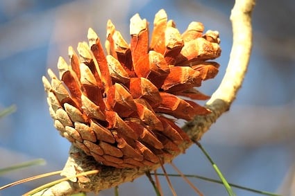 Die Bedeutung der Zirbeldrüse für deine spirituelle Fitness