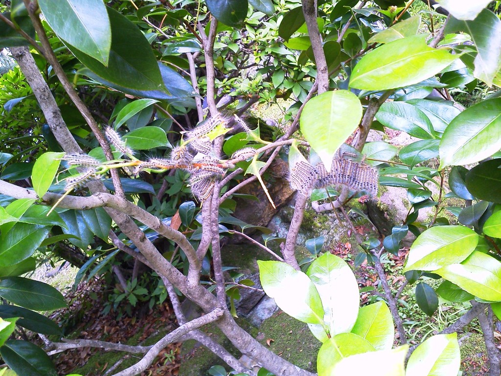 ムシャムシャ食っております！一時間後には…－ツバキに発生するチャドクガ（幼虫）