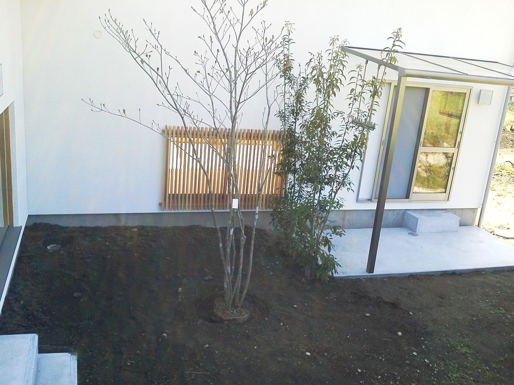 アオダモ　シラカシ　植栽完了