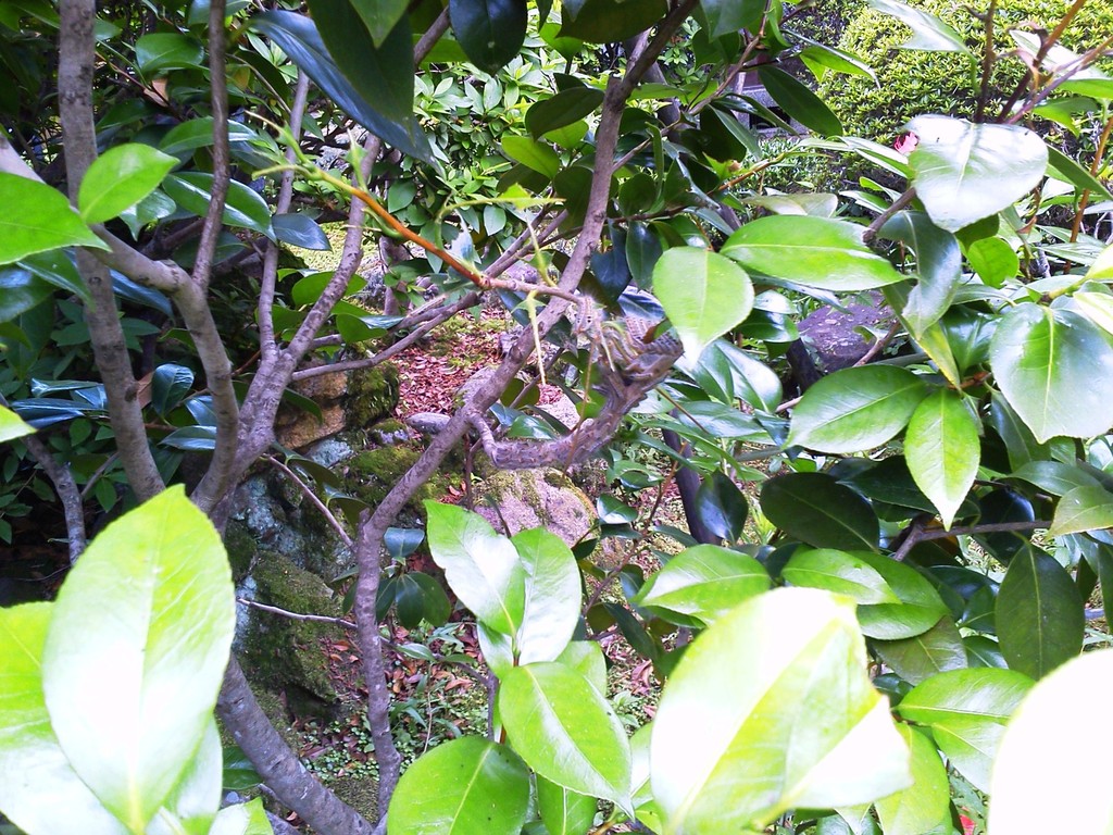 ご覧のとおりです!!－ツバキに発生するチャドクガ（幼虫）