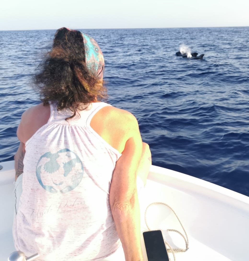 About talks to dolphins and whales