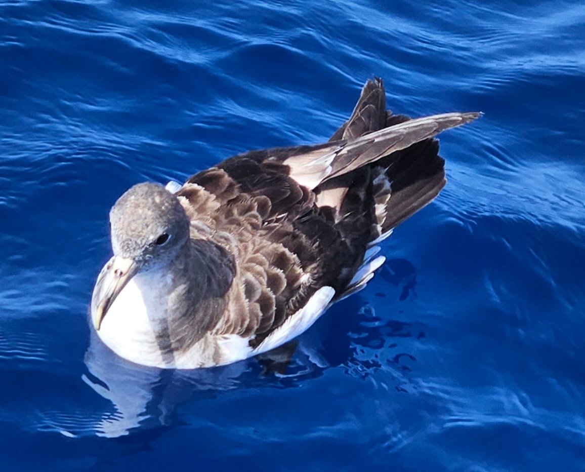 Of shearwater birds and pilotis