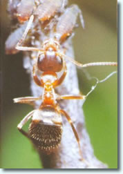 Insektenschutz Ameisen