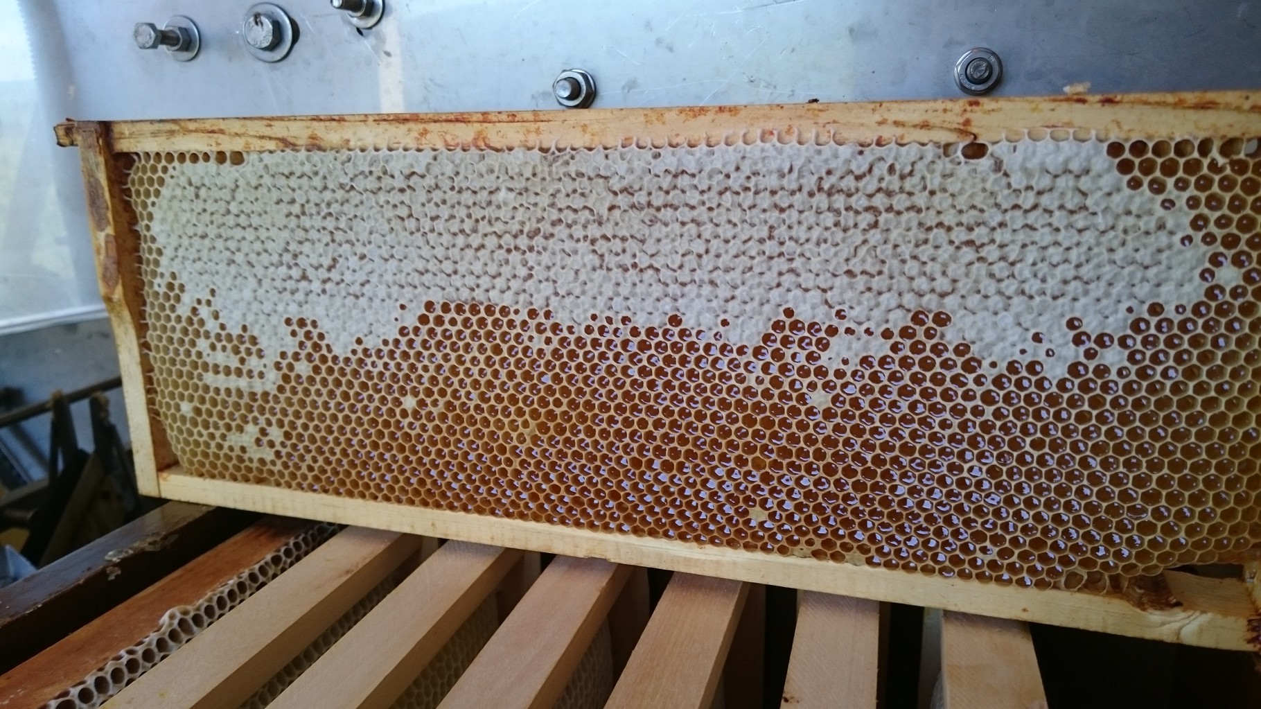 certaines alvéoles sont operculées - les abeilles ont fini leur travail