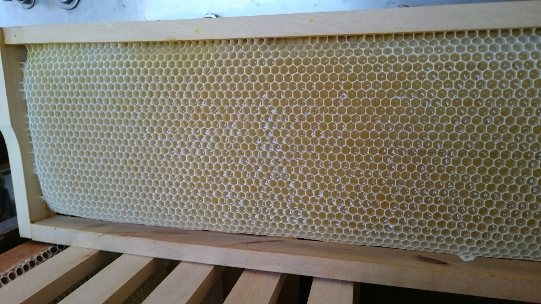 cadre dont les alvéoles ont été remplies de miel