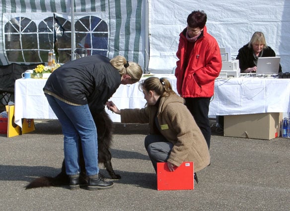 Ringtraining © Hundeschule gooddog