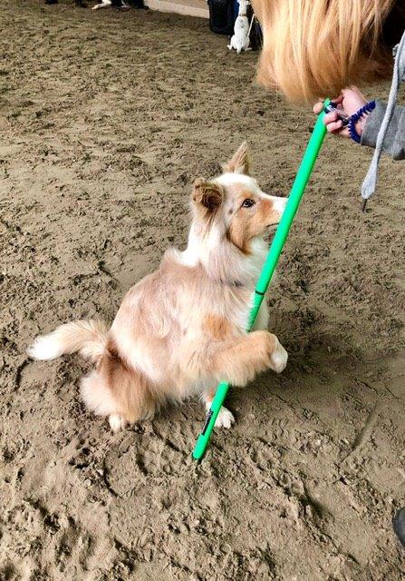 Clicker-Training © Hundeschule gooddog