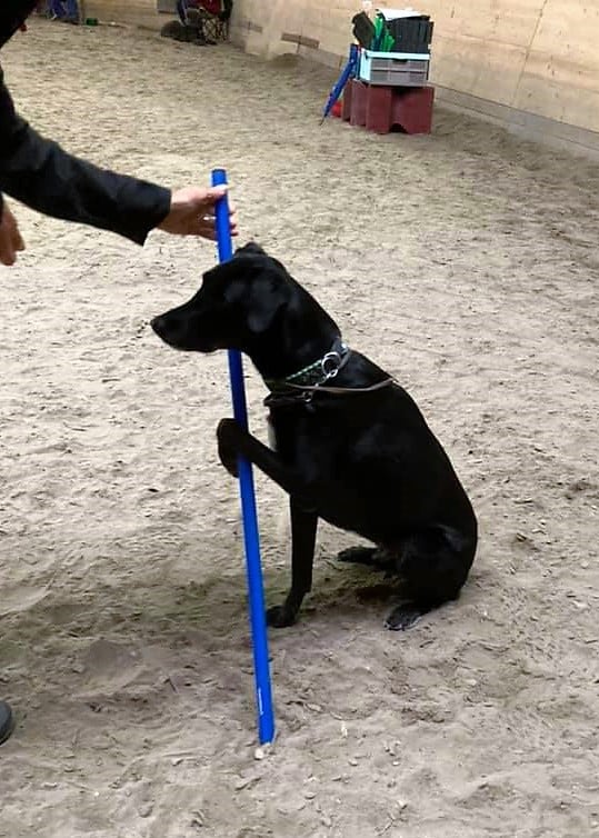 Clicker-Training © Hundeschule gooddog