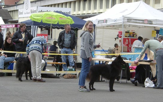 Ringtraining © Hundeschule gooddog