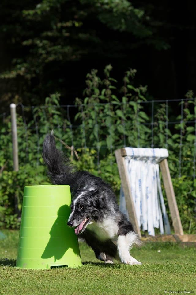 Hoopers/Hoop-Agi/Nadac © Hundeschule gooddog