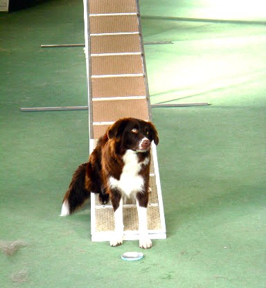 Agility @ Hundeschule gooddog
