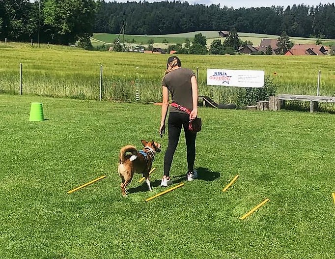 Führung © Hundeschule gooddog