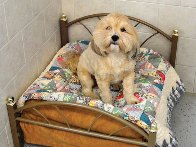 Maxie finds a comfortable bed!