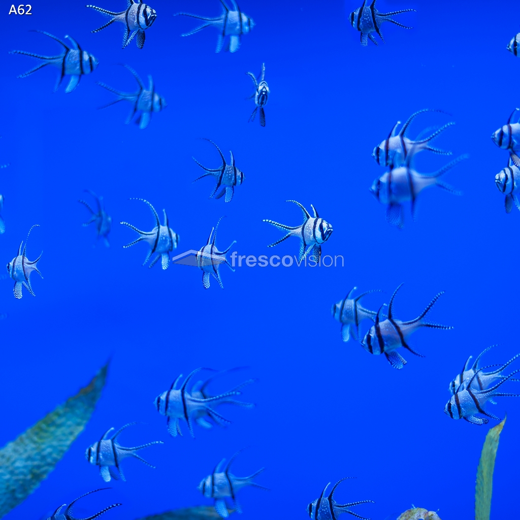 Beleuchtete Rückwand blau mit tropischen Fischen