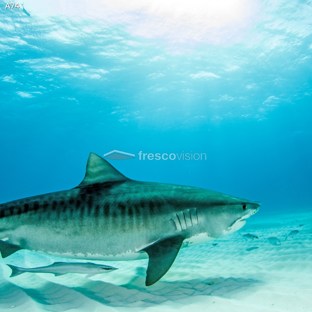 Imposantes Hai-Motiv als LED-Rückwand