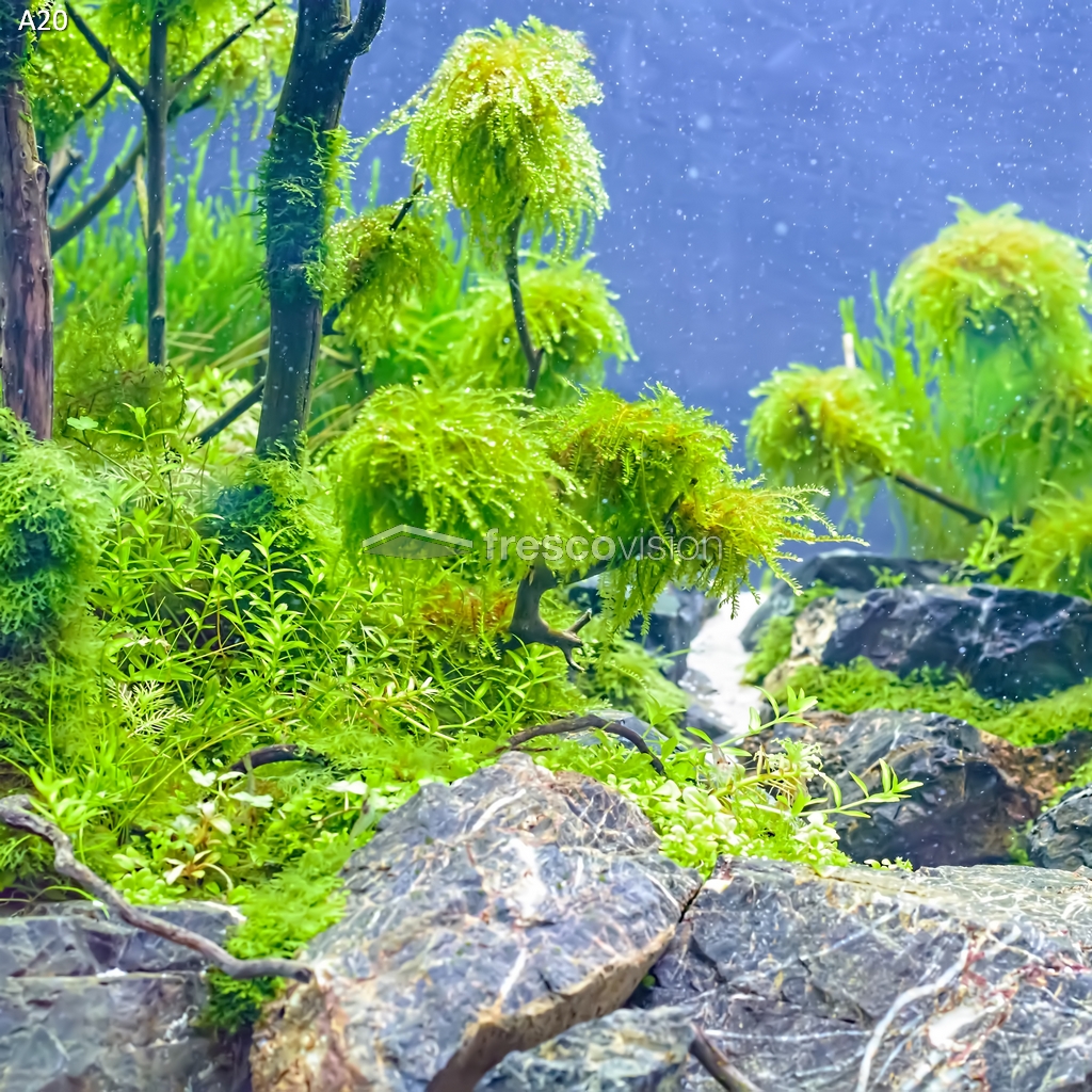 Beleuchtete Rückwand für klarere Aquarienbilder