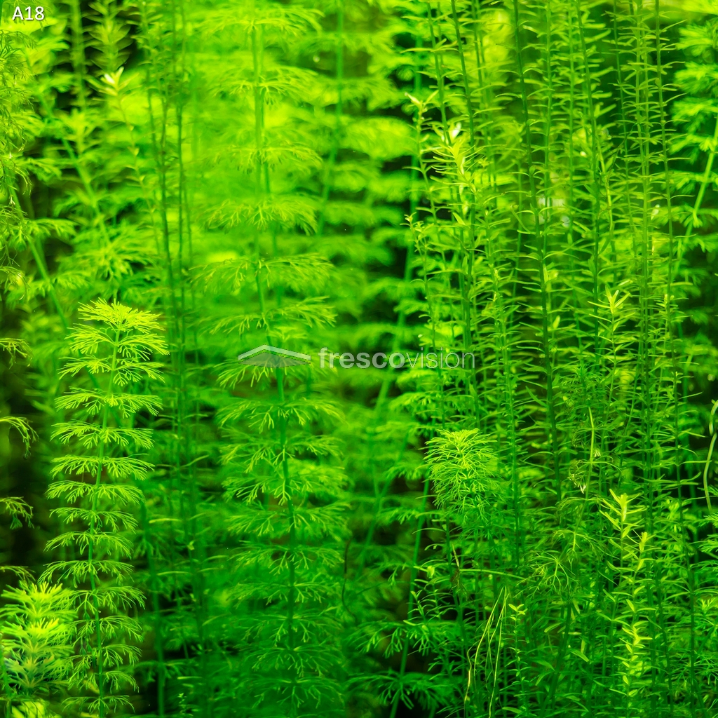 Aquarium Rückwand mit Amazonas-Motiv, beleuchtet