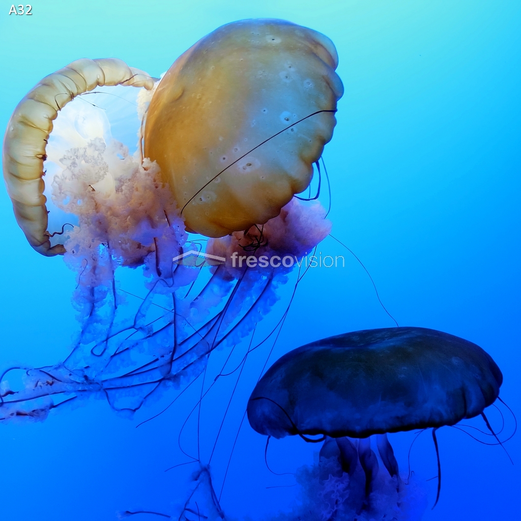 Backlight-Rückwand blau mit schwimmenden Quallen