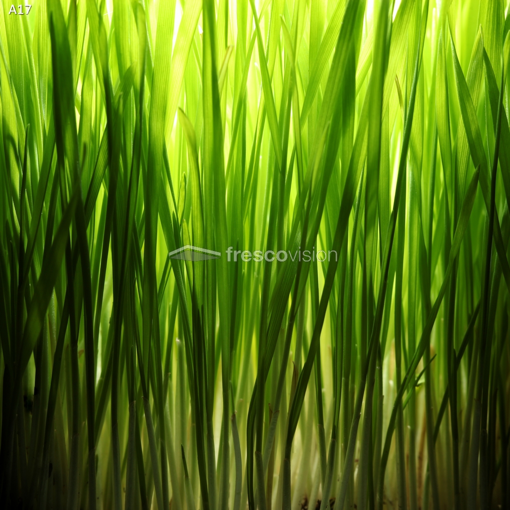 3D-Aquarienrückwand für Naturdarstellungen.