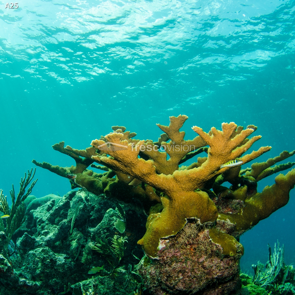 Beleuchtete Rückwand für Meerwasser-Aquarien.