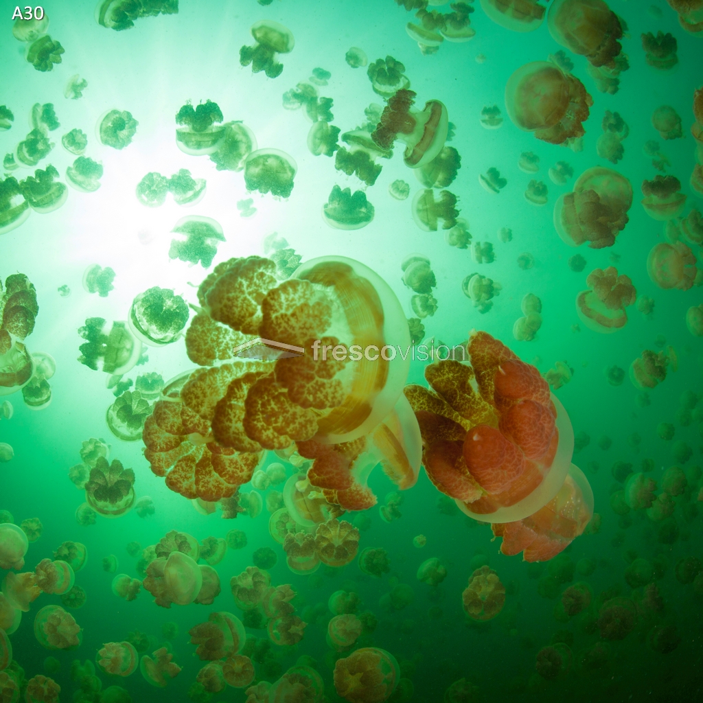 LED-Rückwand mit leuchtenden Quallen für spektakuläre Effekte.