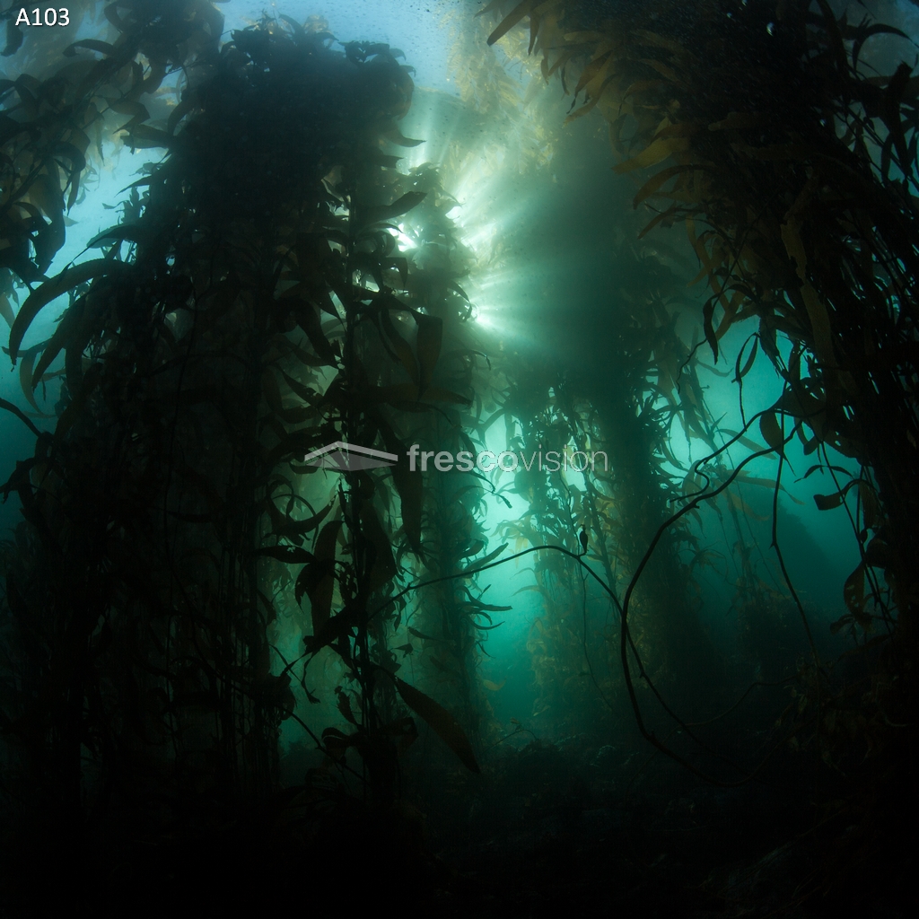 LED-Aquarienrückwand als 3D-Alternative.