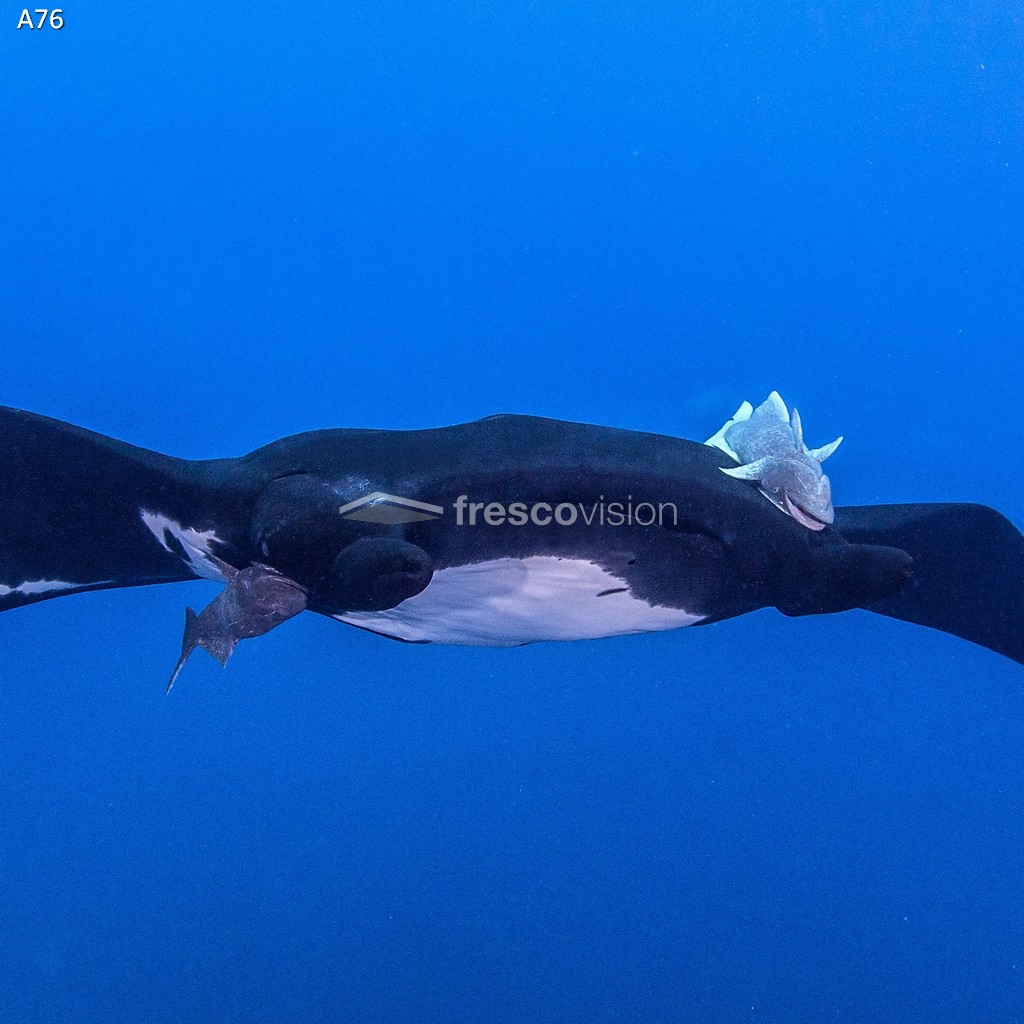 Rochen als beleuchtete Rückwand für ruhige Aquarien