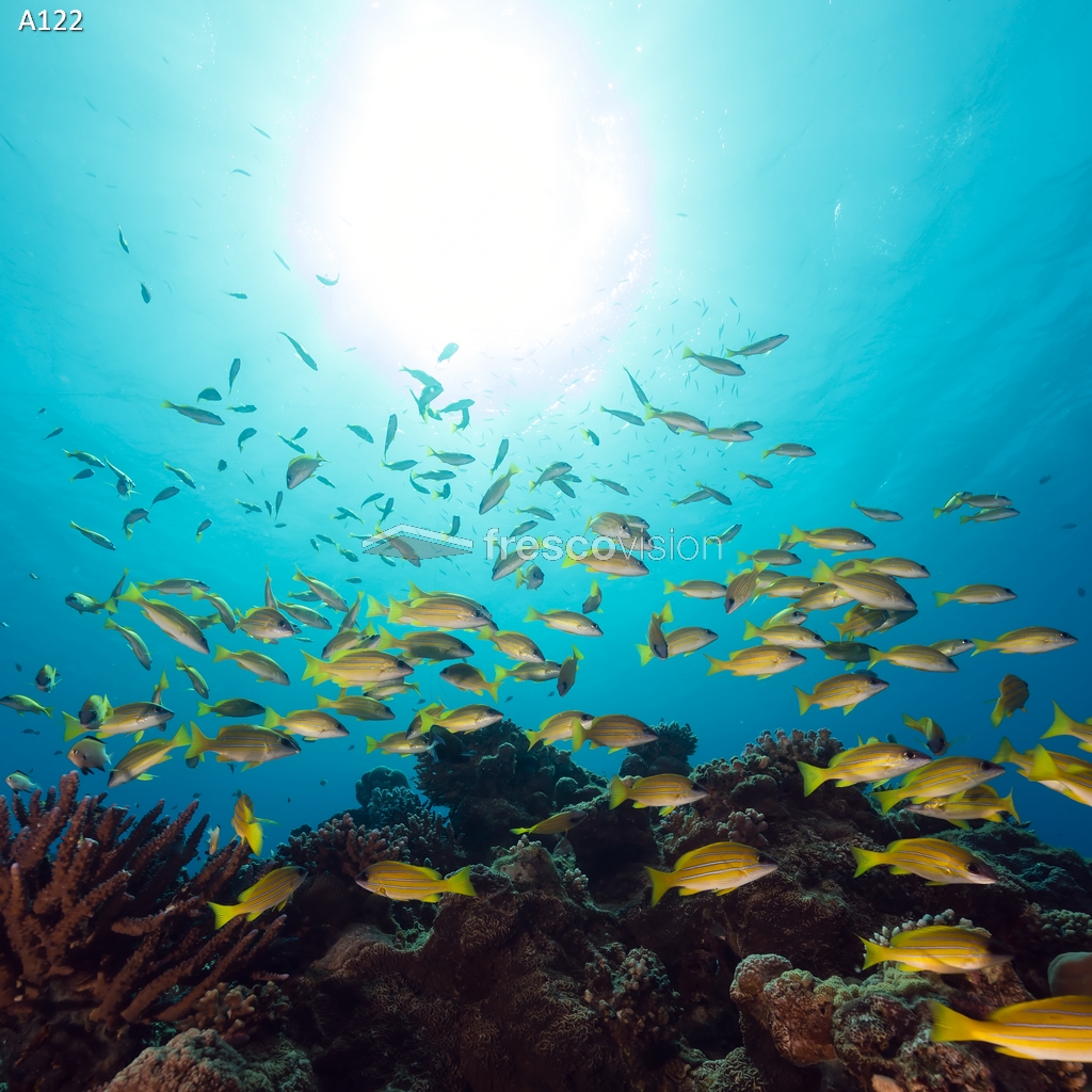 LED-Rückwand mit Korallenriffen und exotischen Meeresbewohnern