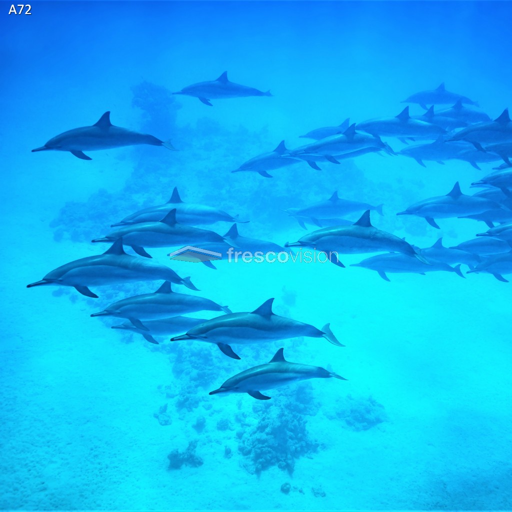 Delfine als Wechselmotiv für die Aquarienrückwand