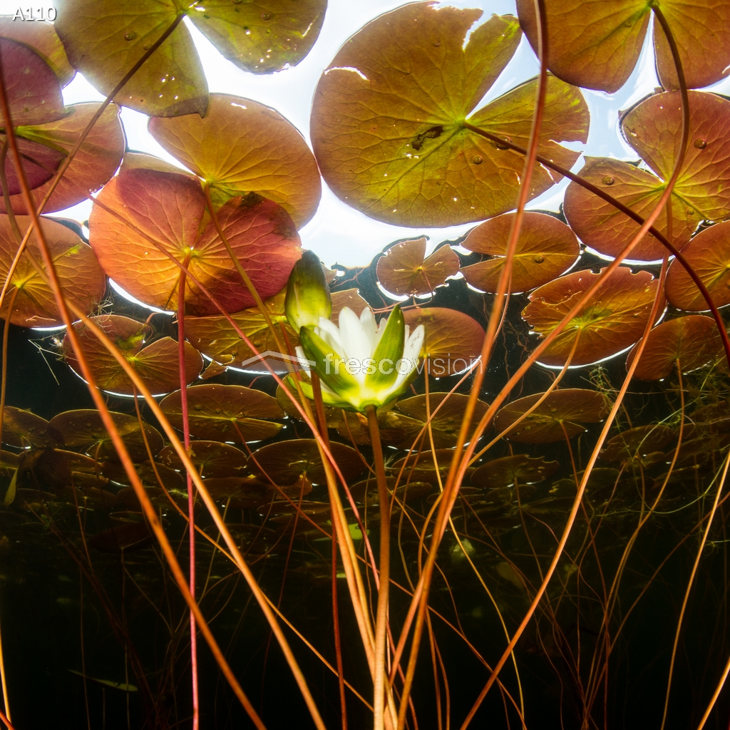 Beleuchtete Rückwand für Süßwasser-Aquarien.