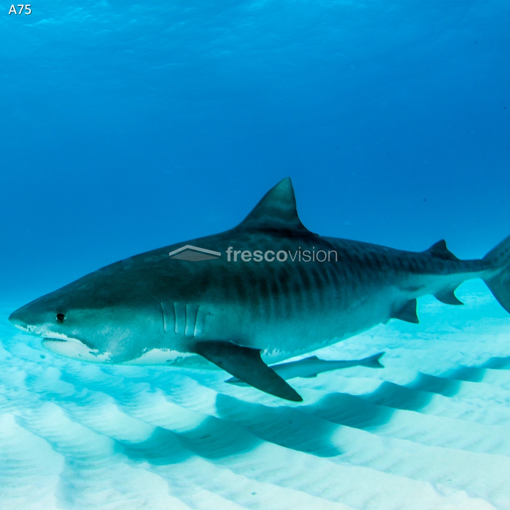 Hai Aquarienrückwand im LED-Backlight.